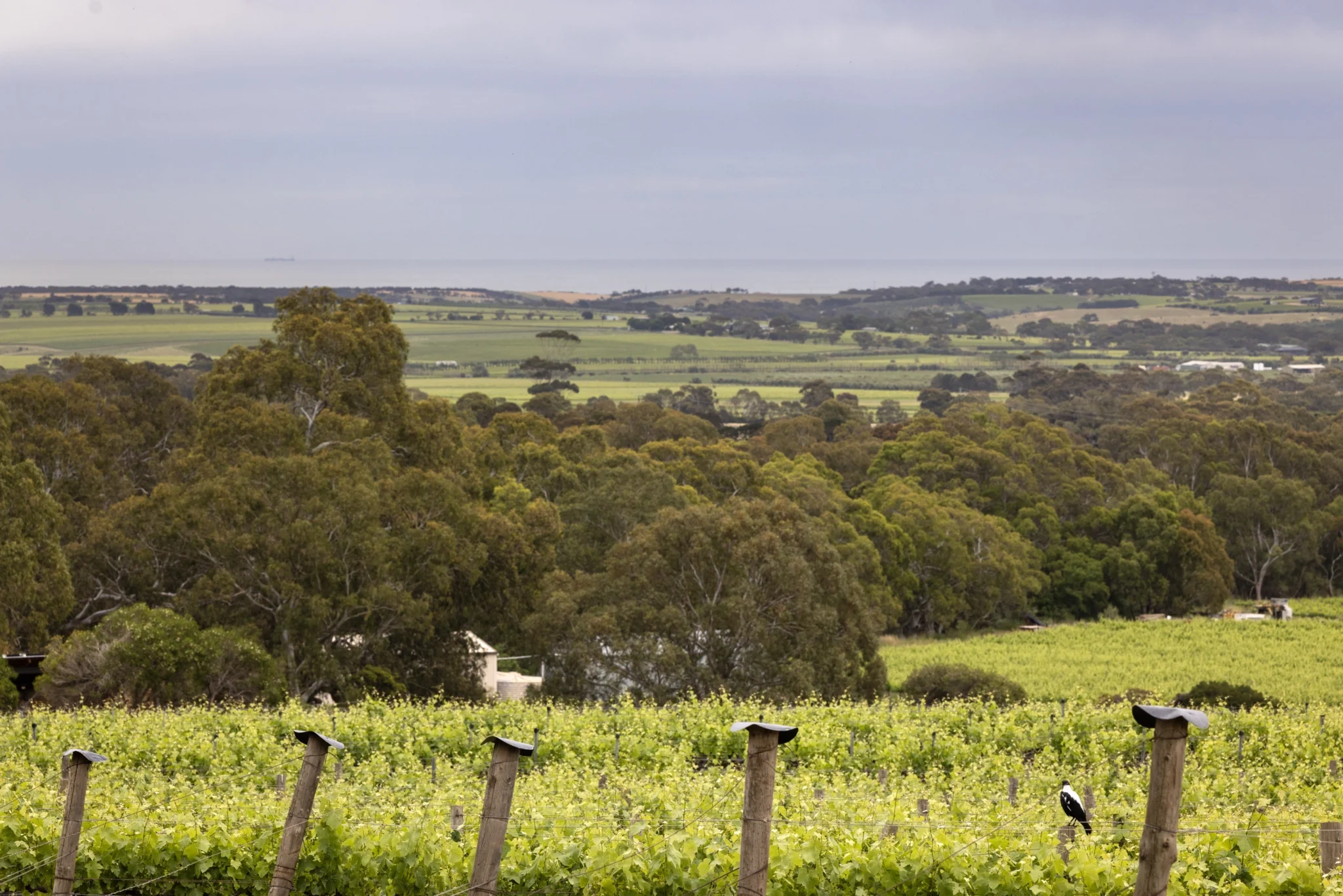 Battle of Bosworth Wines, McLaren Vale SA