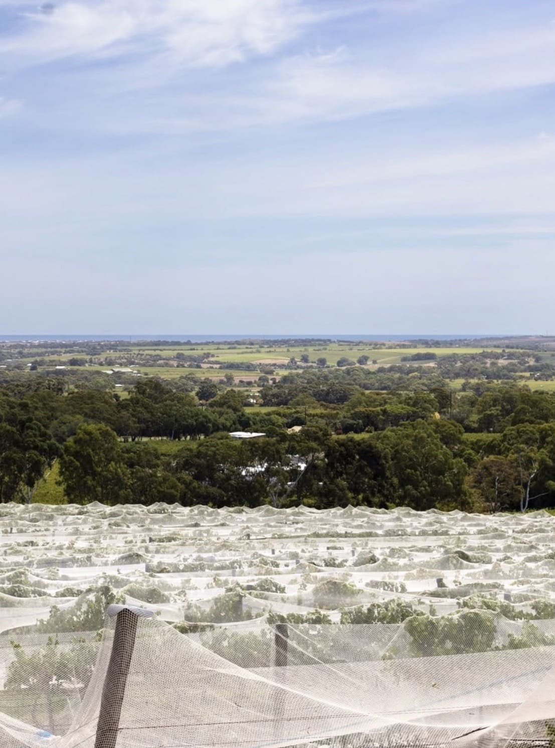 Battle of Bosworth Wines, McLaren Vale SA