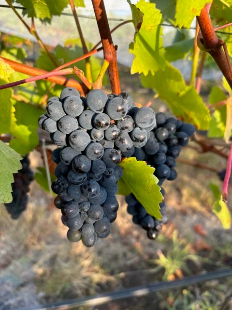 Decades_-_Bunch_of_red_grapes_growing_on_vine
