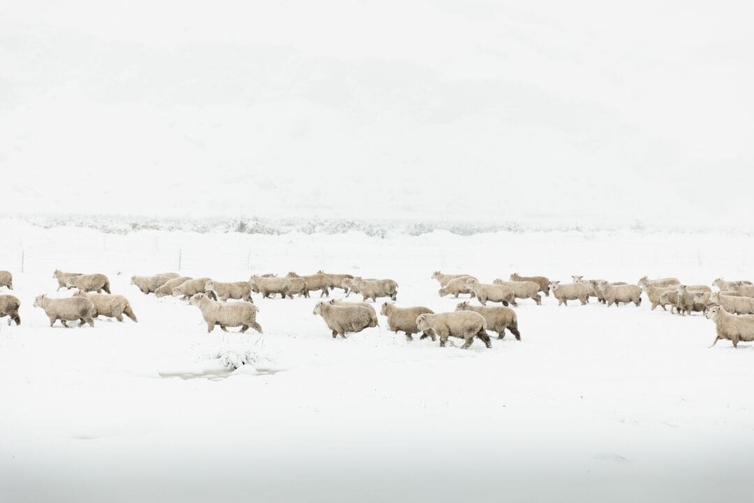 Large_JPG-Wanaka-Mt-Aspiring-snow-day-BriWoolnough 04