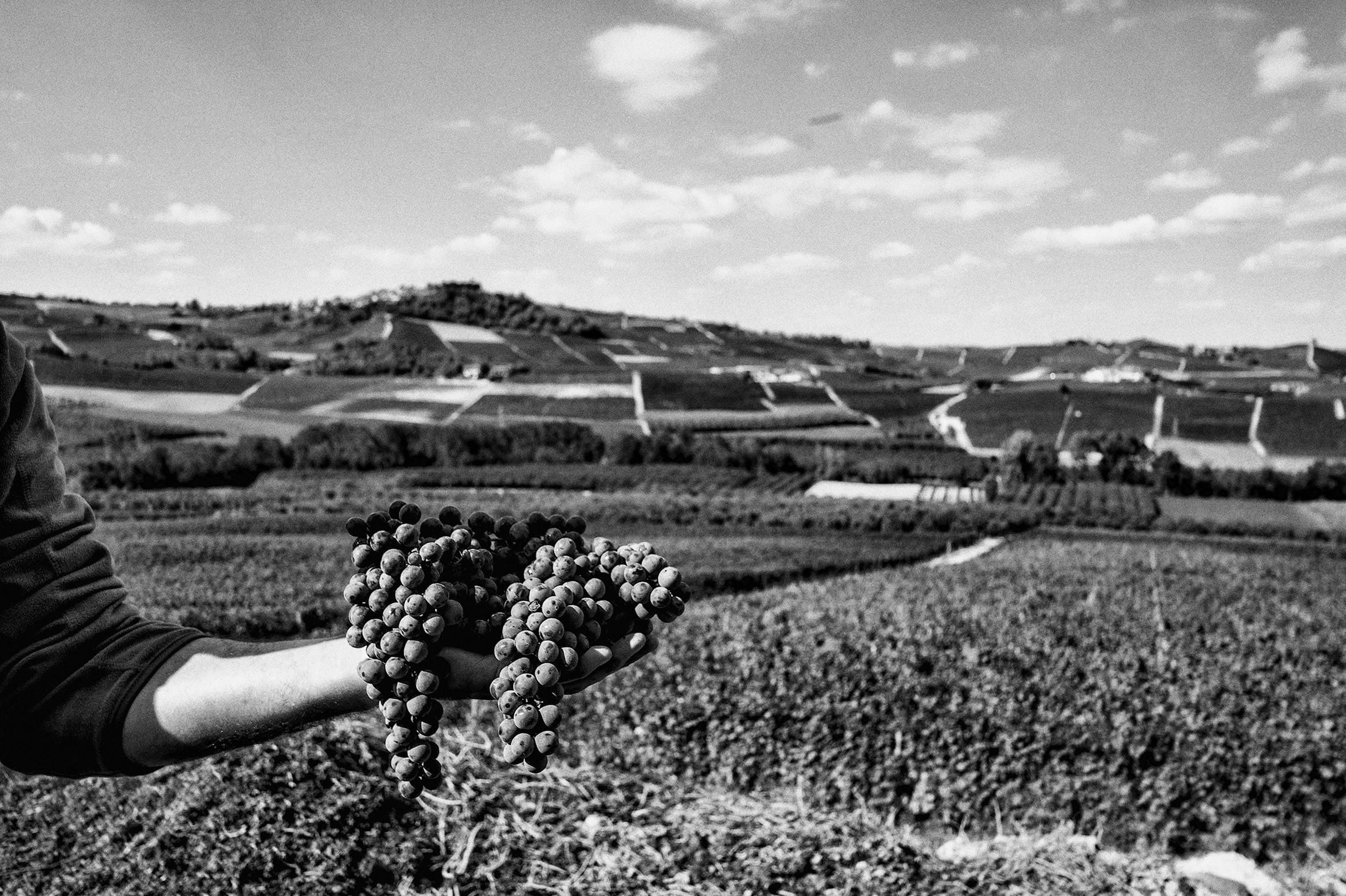 ALMANAK > FIGI LUIGI ODDERO BAROLO