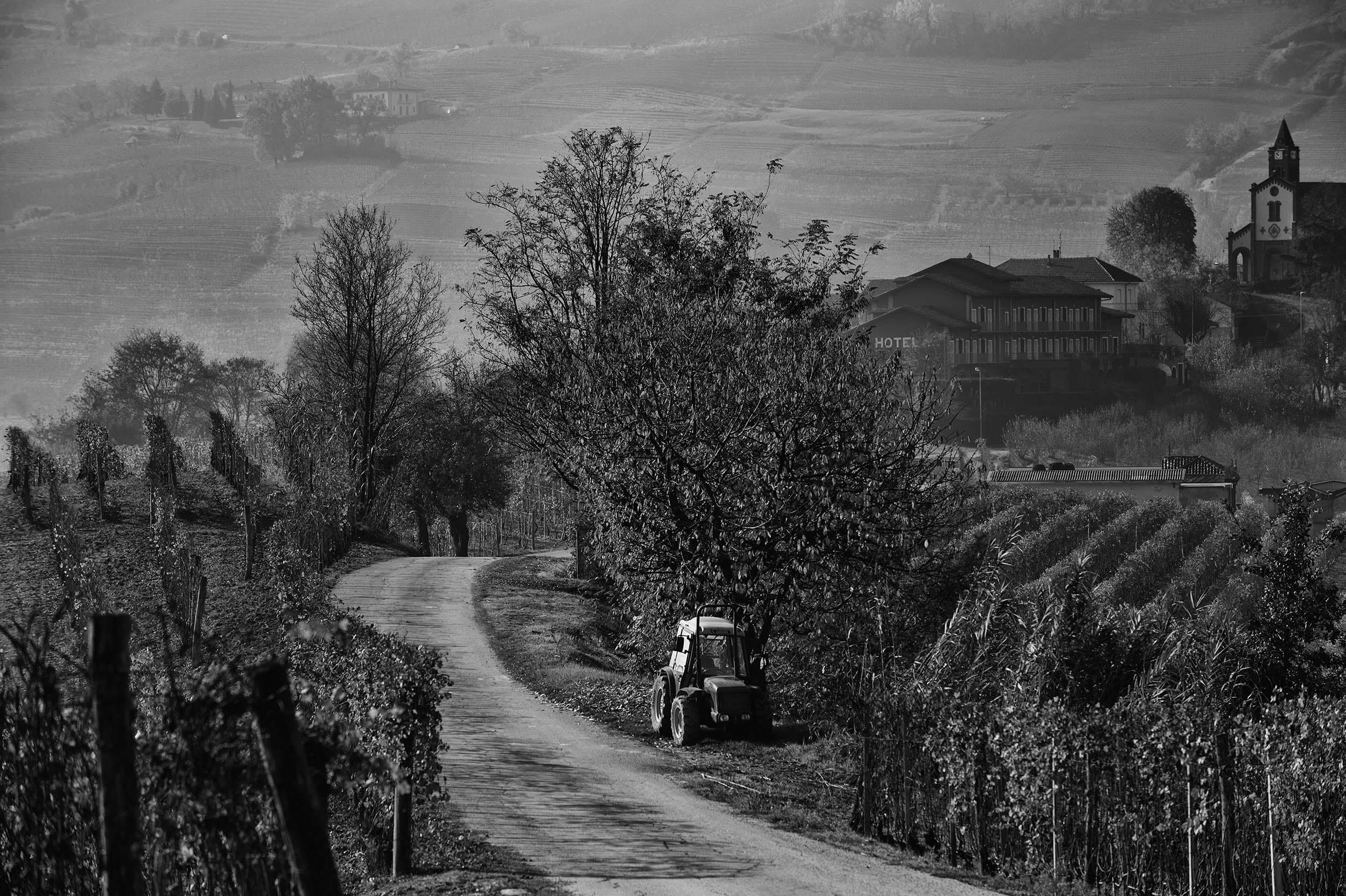 ALMANAK > FIGI LUIGI ODDERO BAROLO