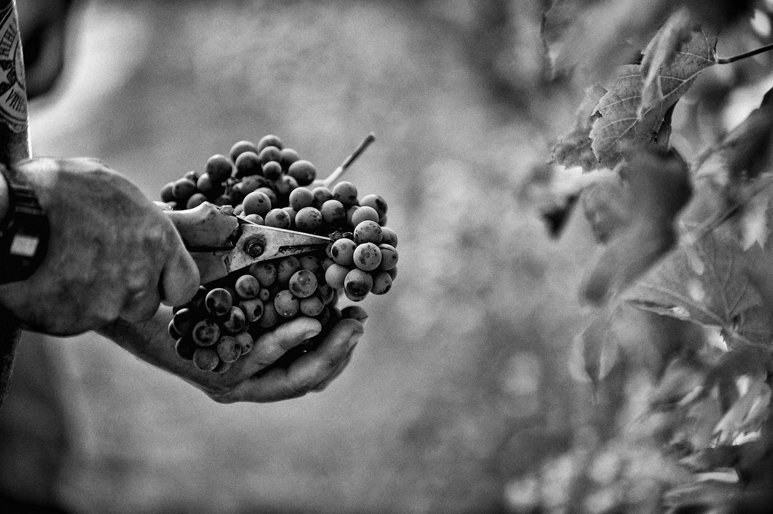 ALMANAK > FIGI LUIGI ODDERO BAROLO