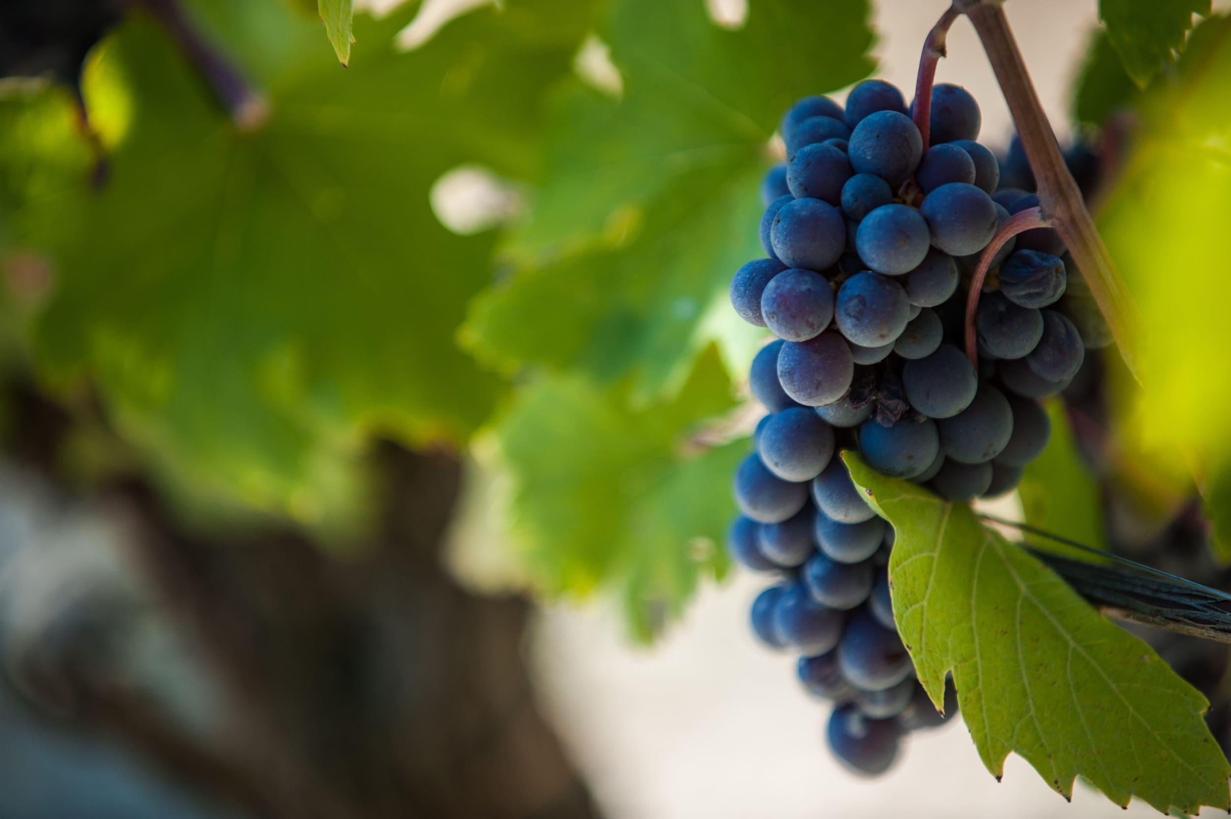 ALMANAK > FIGI LUIGI ODDERO BAROLO