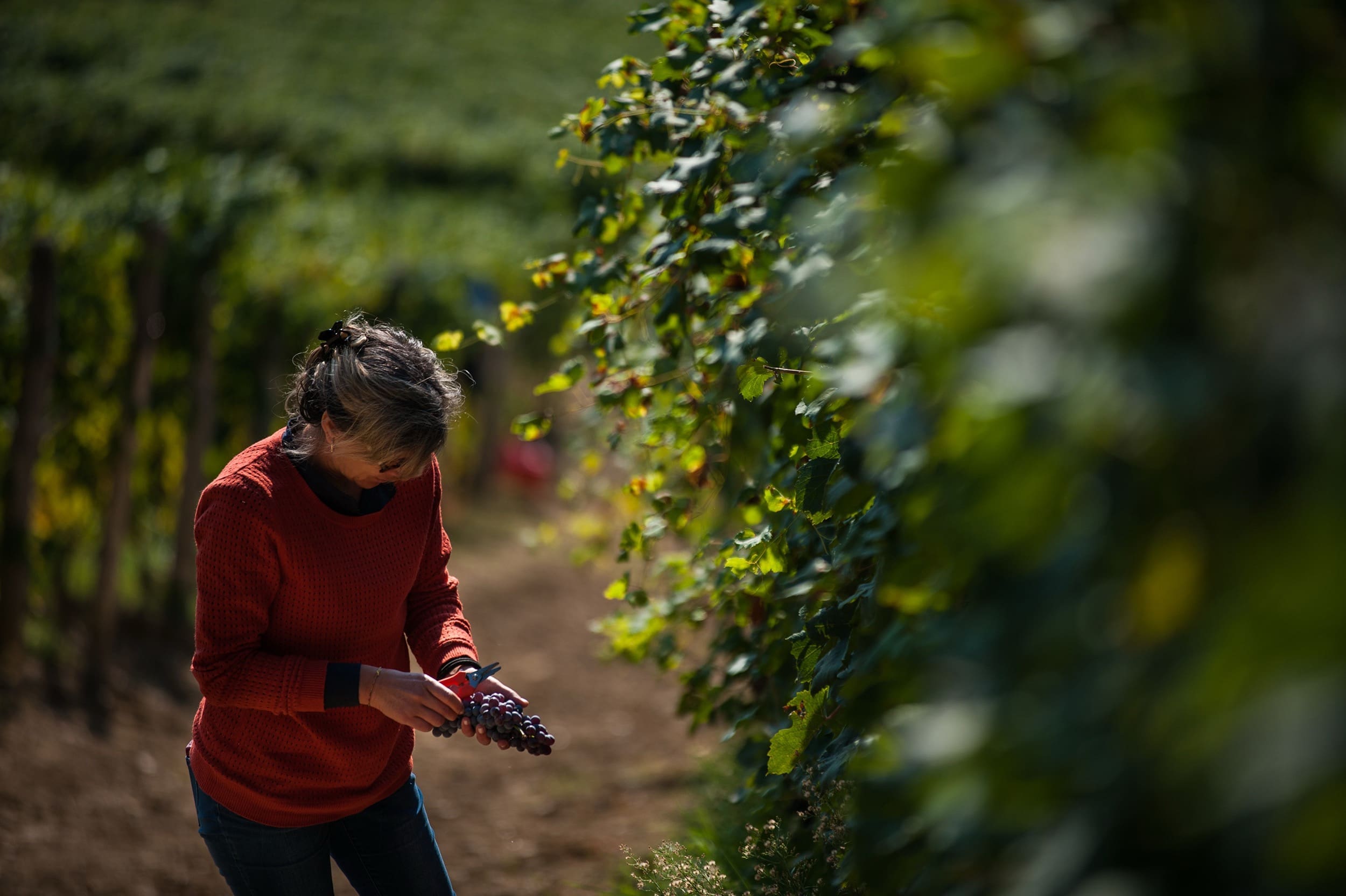 ALMANAK > FIGI LUIGI ODDERO BAROLO