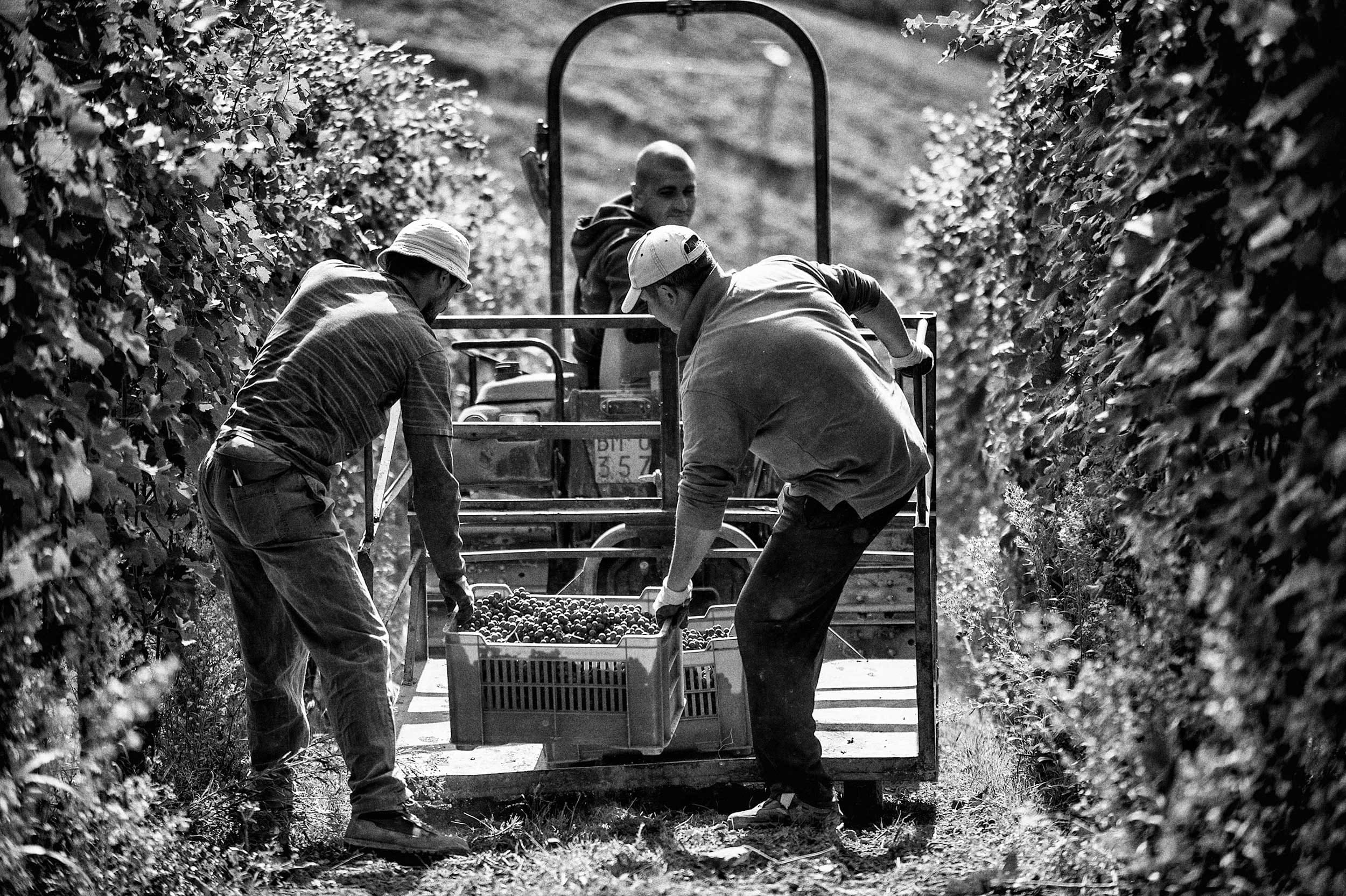 ALMANAK > FIGI LUIGI ODDERO BAROLO