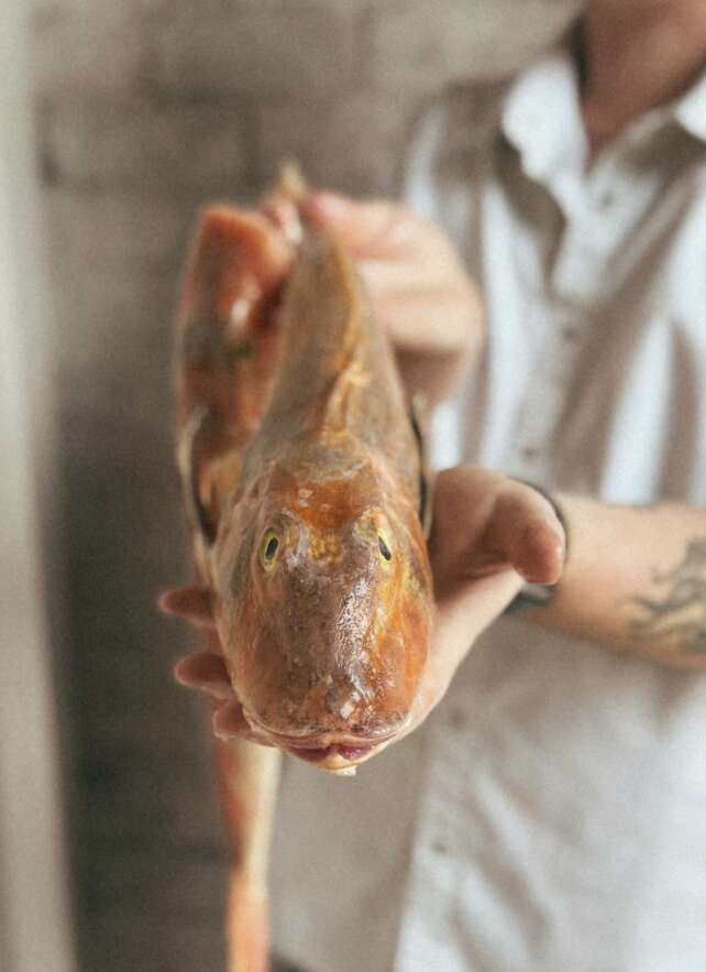 Stallion - Mansfield