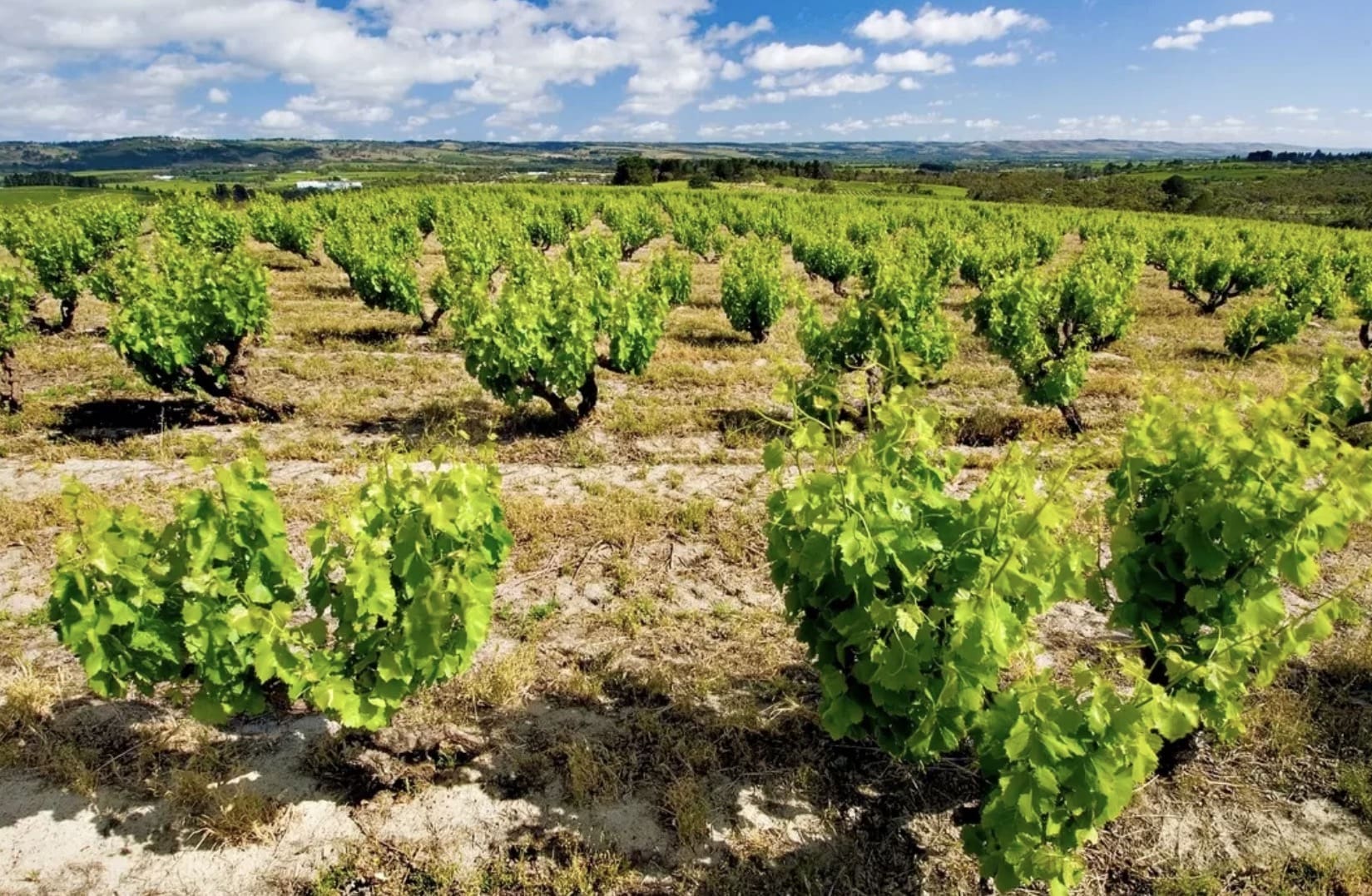 d’Arenberg Wines McLaren Vale, SA