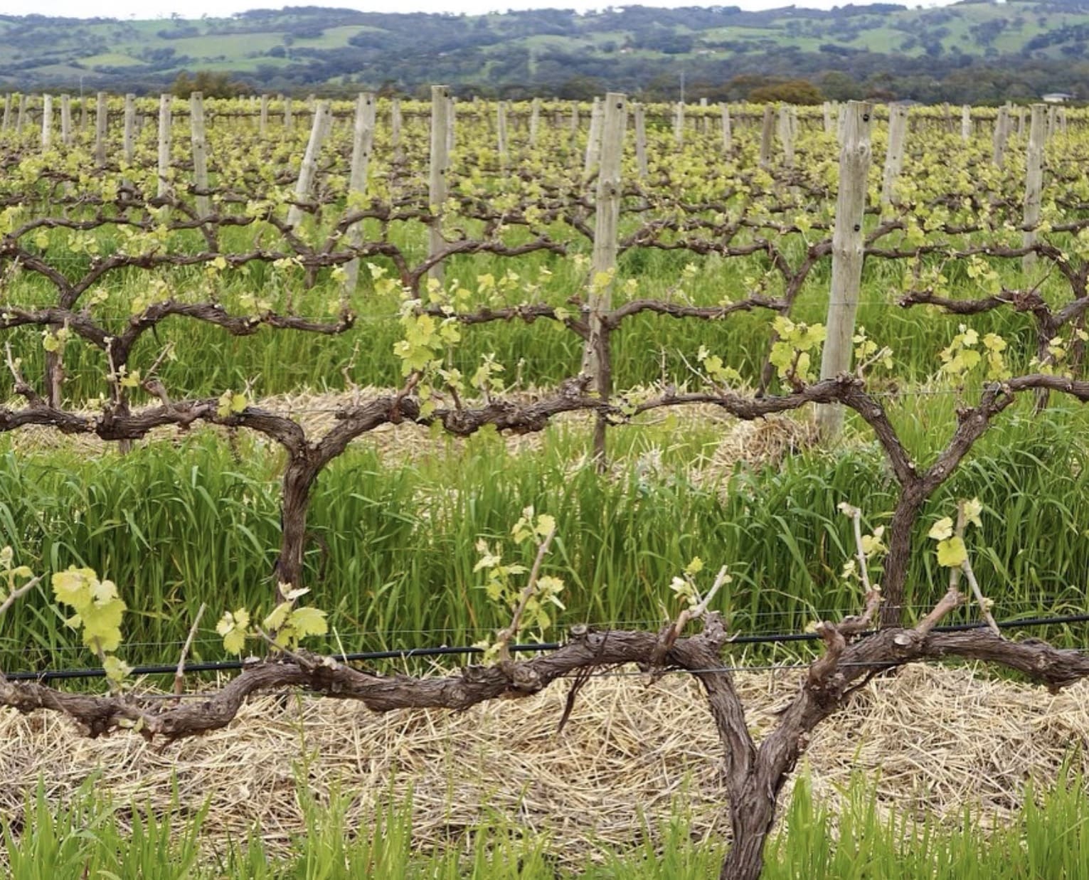 Primo Estate, McLaren Vale SA