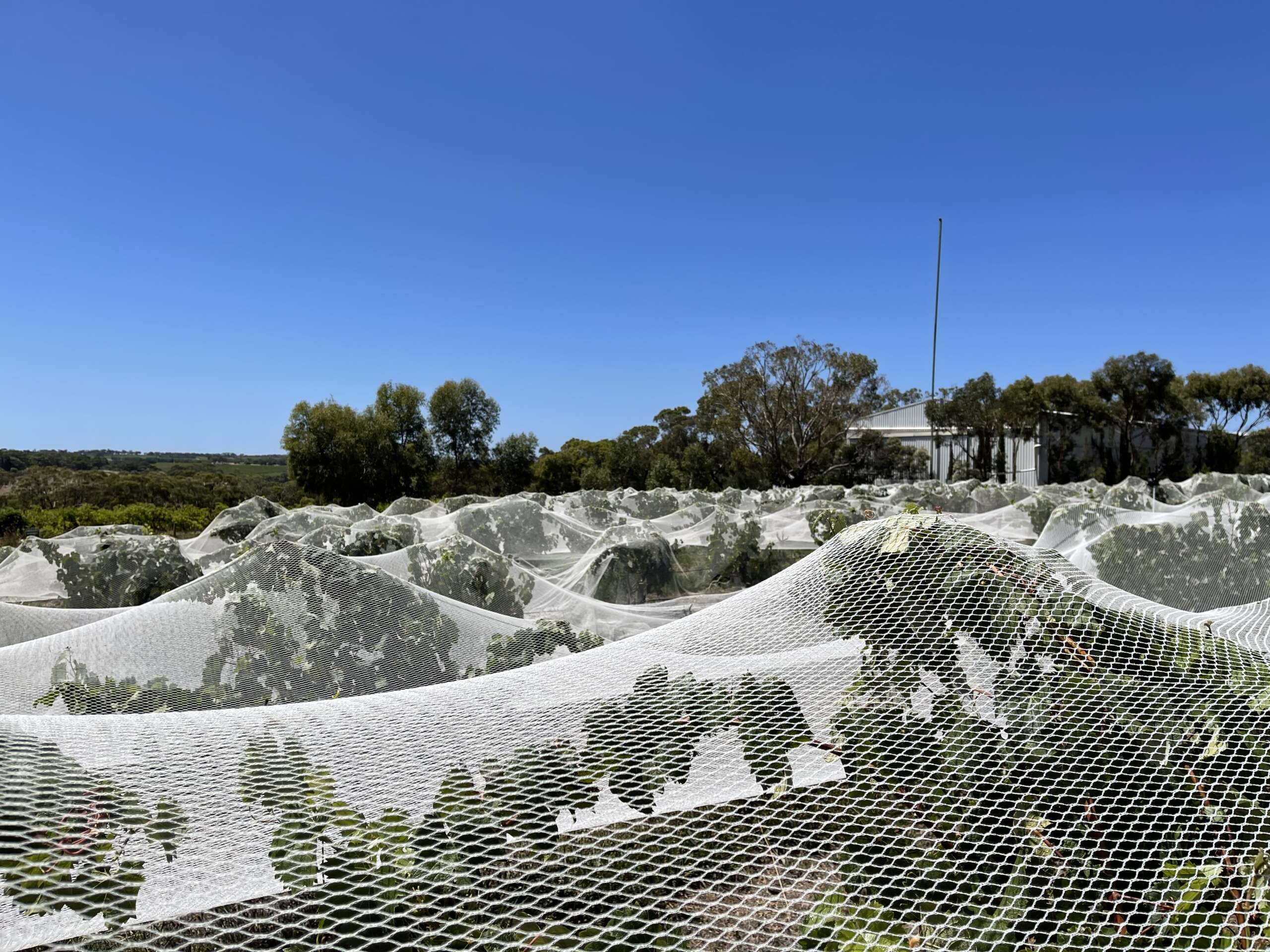 d’Arenberg Wines McLaren Vale, SA