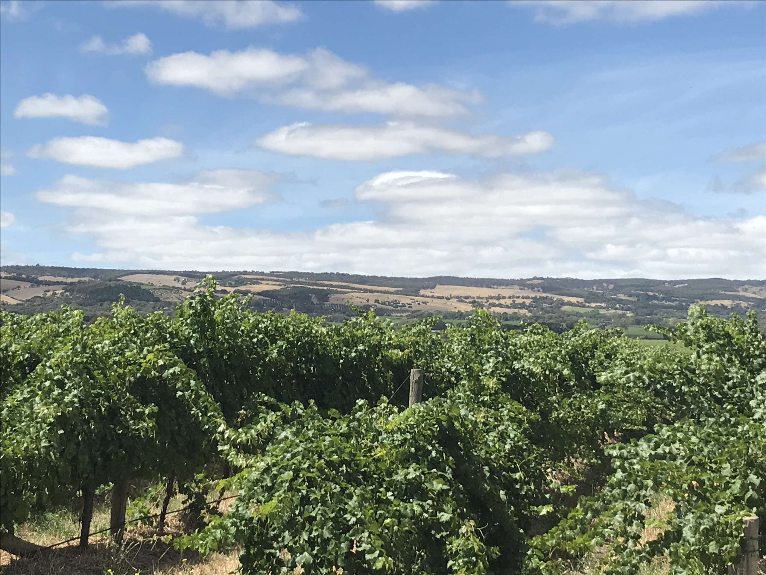 Primo Estate, McLaren Vale SA