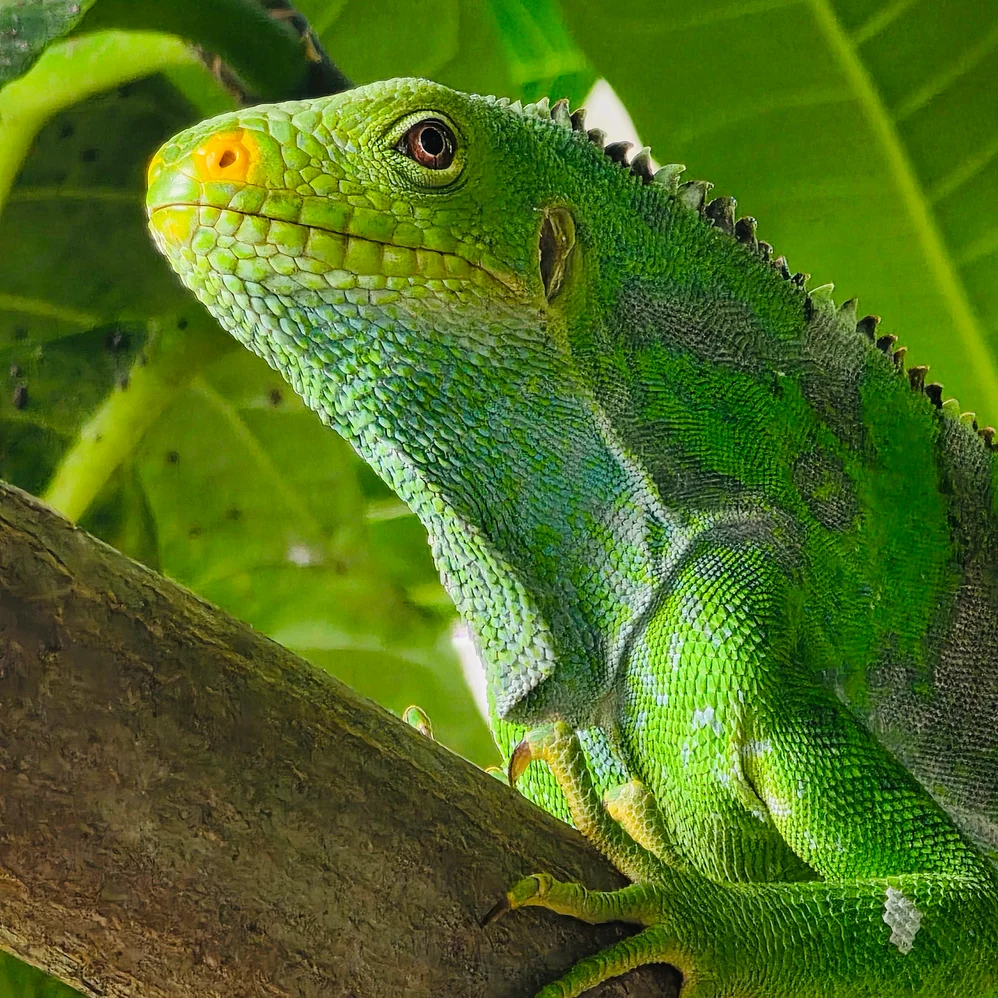 Six Senses Fiji Resort