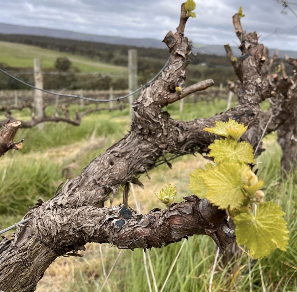 Kay Brothers Wine, McLaren Vale