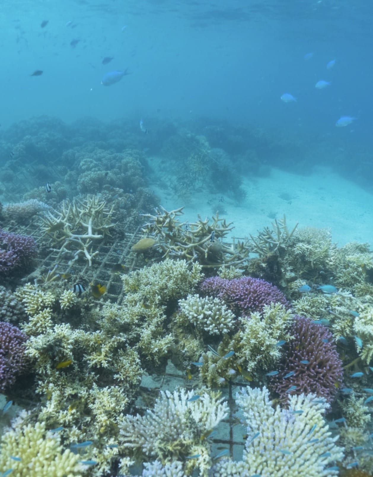 Lomani Island Resort