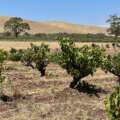 VISIT > Charles Melton Winery, Barossa Valley